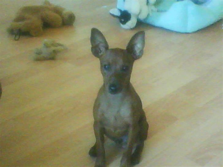 Dvaergpinscher Tango billede 6