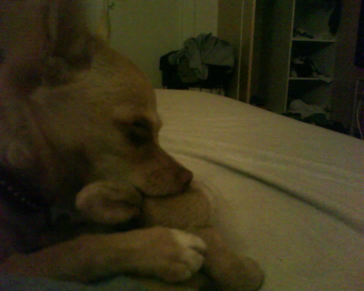 Chihuahua Gucci billede 5