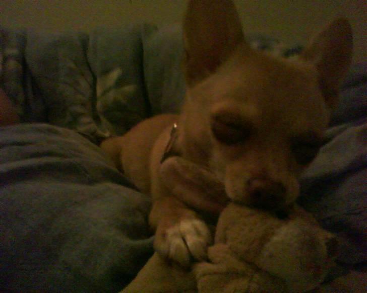 Chihuahua Gucci billede 6