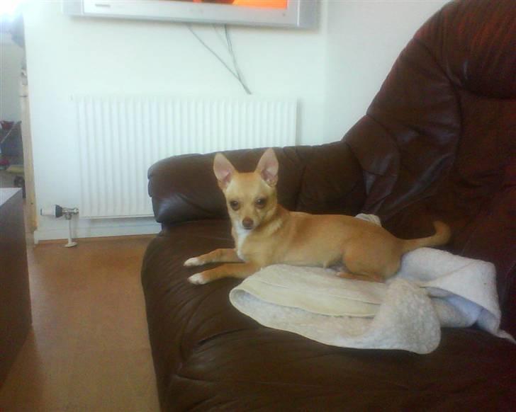 Chihuahua Gucci billede 7