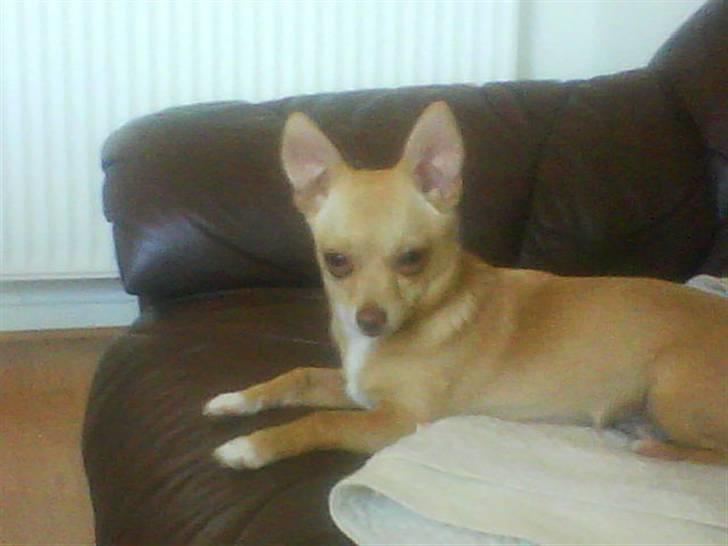 Chihuahua Gucci billede 8