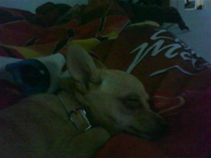 Chihuahua Gucci billede 9