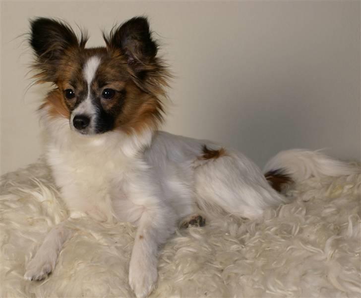 Papillon Alicia - Alicia billede 1