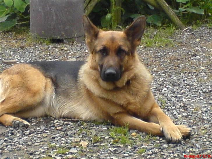 Schæferhund Tjenta billede 1