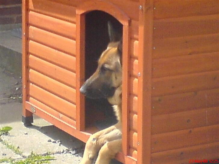 Schæferhund Tjenta - Ha ha Dinna jeg har bare taget dit hundehus billede 2