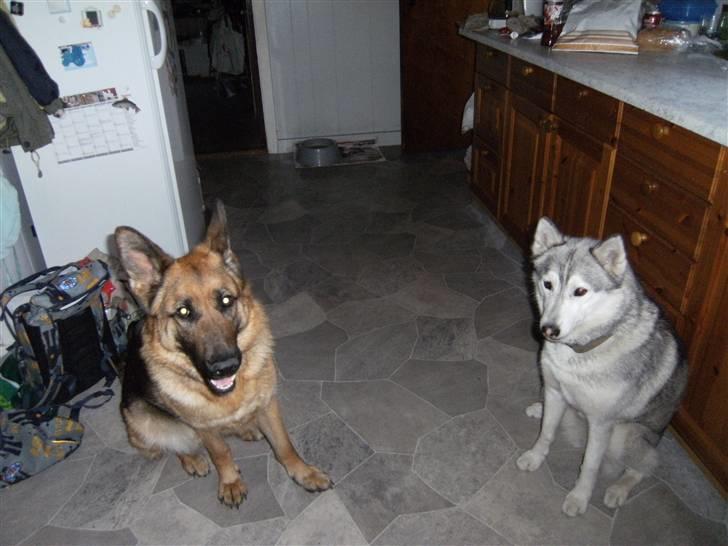 Schæferhund Tjenta - Skal vi ikke snart have mad? billede 3