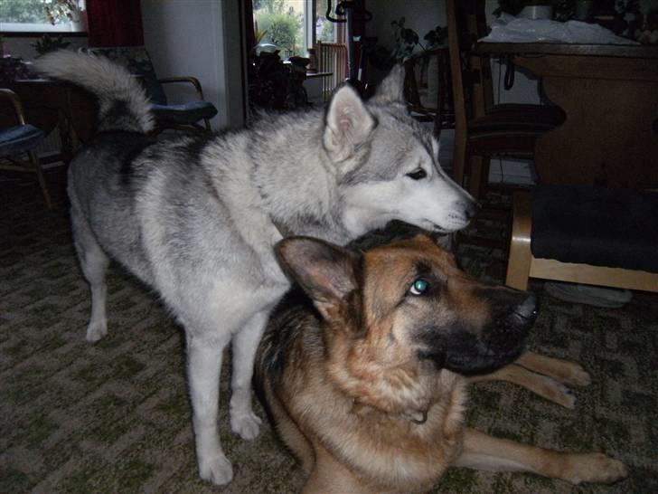 Schæferhund Tjenta - Tjenta du blir bare liggende, for jeg bestemmer altså billede 4