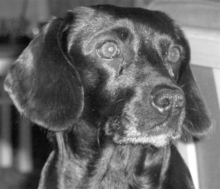 Blanding af racer Molly RIP billede 19