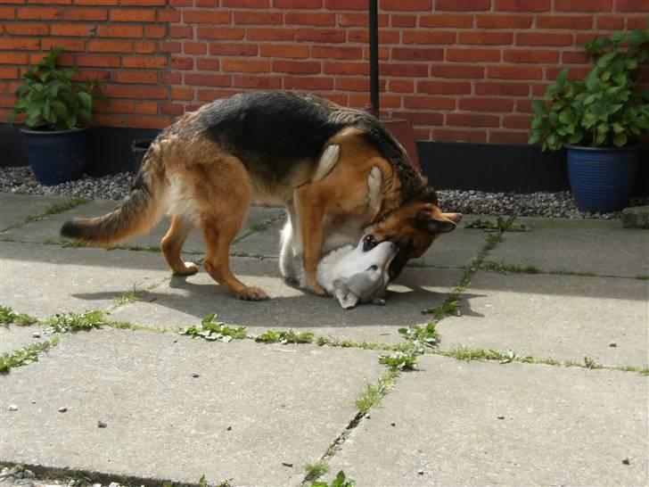 Schæferhund Tjenta - Ha der fik jeg dig  billede 5