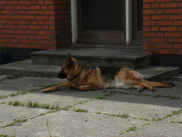 Schæferhund Tjenta billede 6