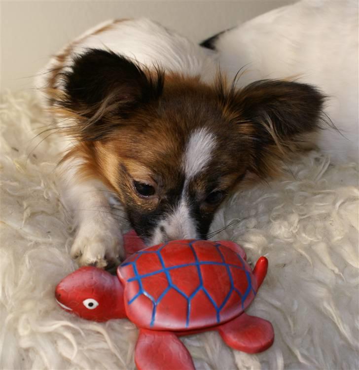 Papillon Alicia - Alicia og hendes ynglings pivedyr billede 2