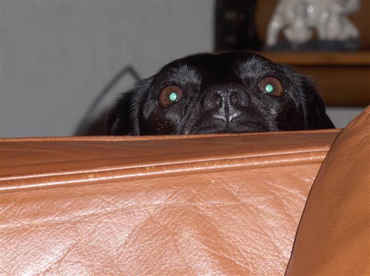 Blanding af racer Molly RIP billede 20