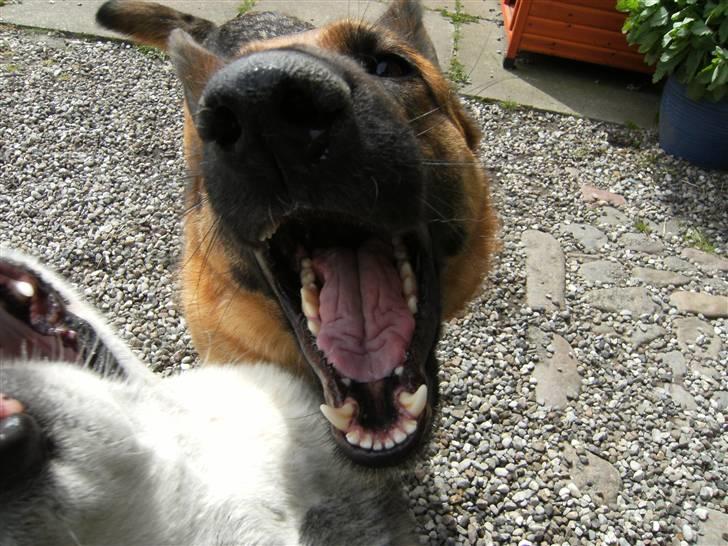 Schæferhund Tjenta - Jeg kan bare gabe højest billede 7