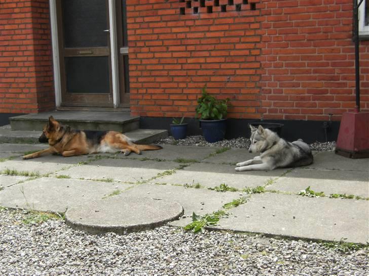 Schæferhund Tjenta - Det er altså hårdt med alt den leg billede 8