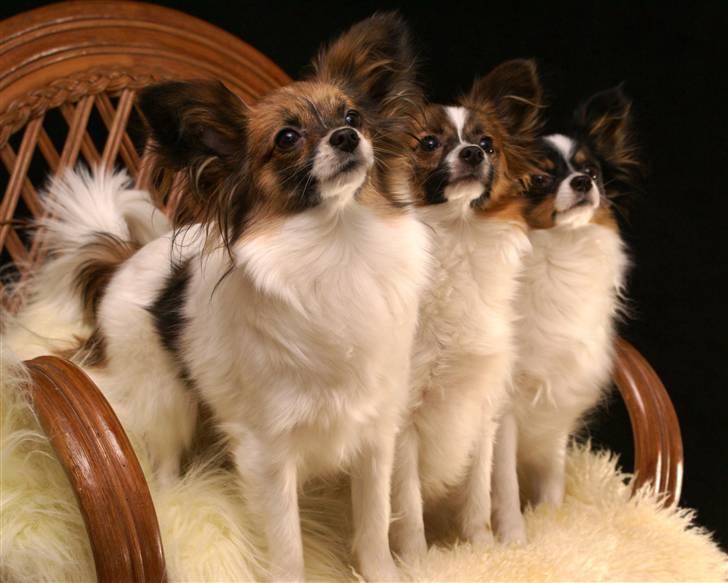 Papillon Alicia - Alicia(i midten) sammen med sine 2 stedsøstre billede 3