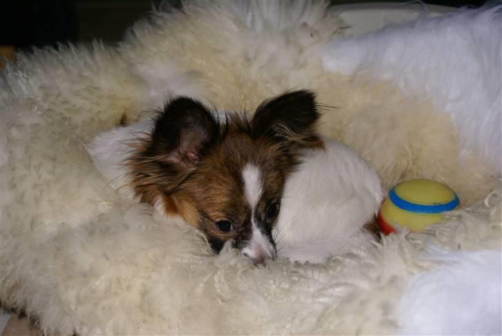 Papillon Alicia - pyha....det har været en hård dag billede 5