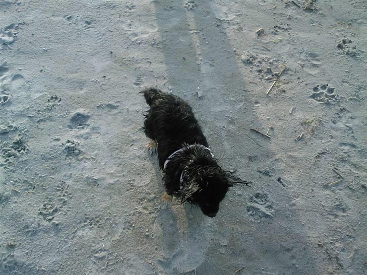 Blanding af racer Mulle RIP 07/02-2012 billede 9