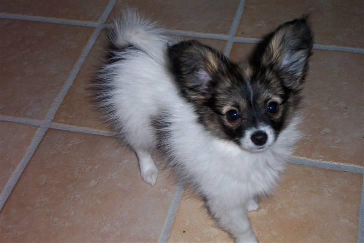 Papillon Soffi billede 1