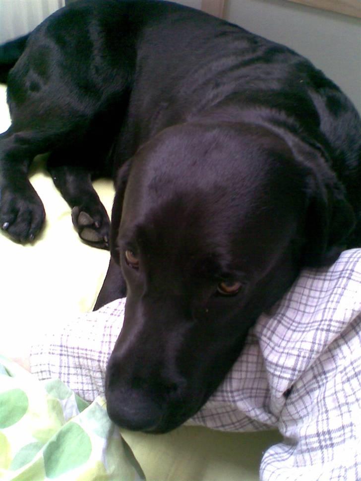 Labrador retriever Anky - Anky slapper af på mit ben.. :D billede 9