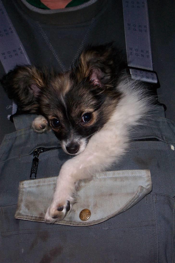 Papillon Soffi - som hvalp i fars overalls billede 2
