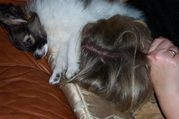 Papillon Soffi - så, nu skal jeg op på hovedet af mor og have en lur billede 3