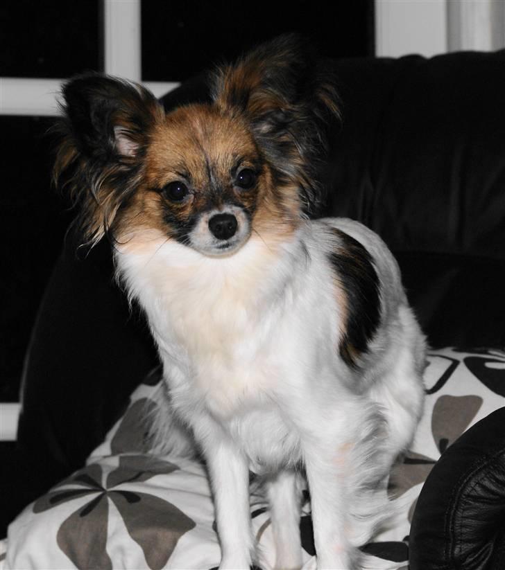 Papillon Soffi - hvad er det der sker??? billede 4