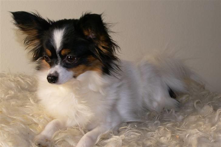 Papillon Minnie billede 1