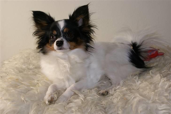 Papillon Minnie billede 2