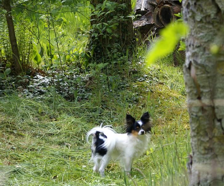 Papillon Minnie billede 3