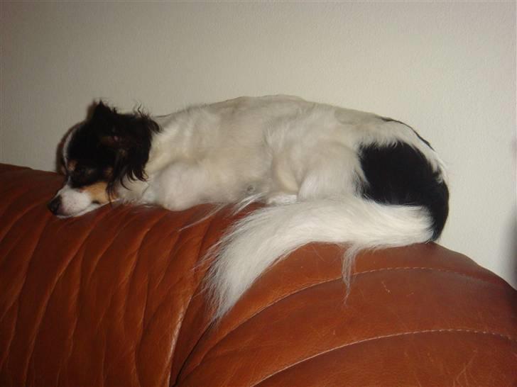 Papillon Minnie - så bliver der slappet af billede 4