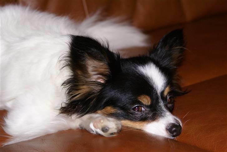 Papillon Minnie - kan man da ikke få lov til at tage en lur ifred?? billede 5