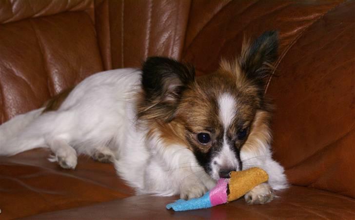 Papillon Alicia billede 6