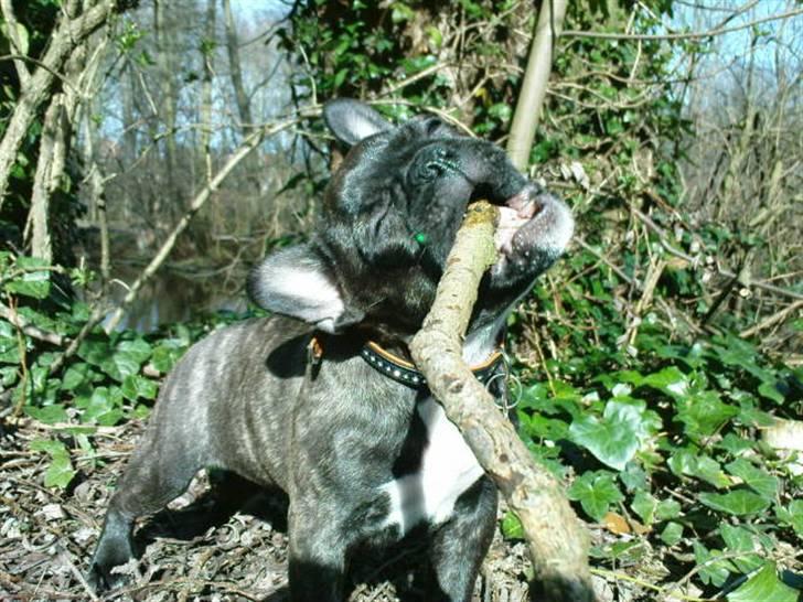 Fransk bulldog Bella - Her er jeg ikke så gammel:) billede 6