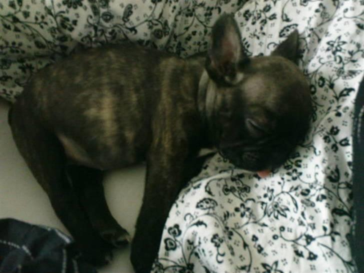 Fransk bulldog Bella - her er jeg 10 uger billede 7