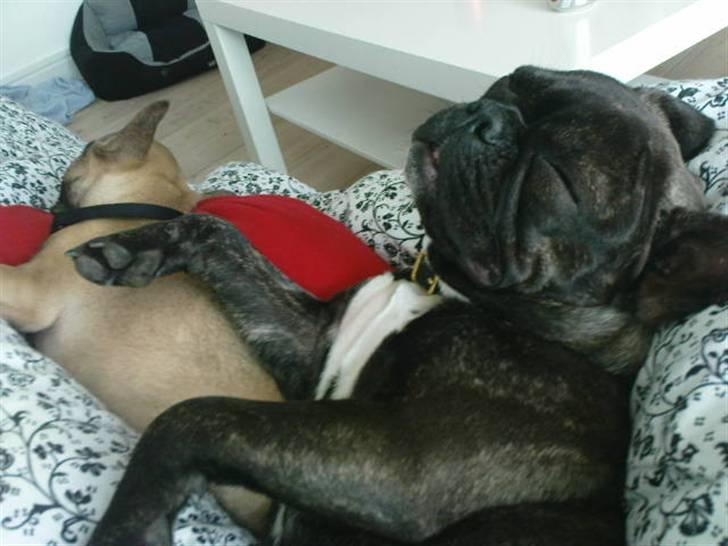 Fransk bulldog Bella - uhh dejligt at bruge søster som støtte når man sover billede 8