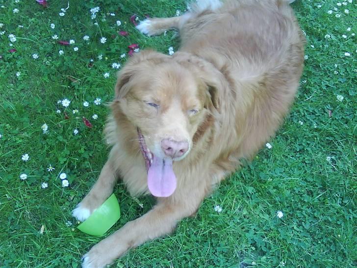 Nova scotia duck tolling retriever Silas Sakæus - Uhadada jeg er så sød. 29/6 08 billede 11