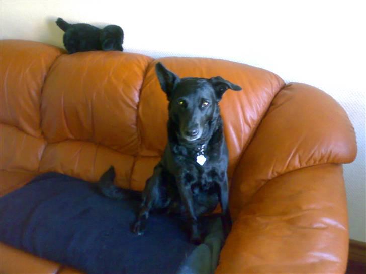 Blanding af racer Molly billede 1