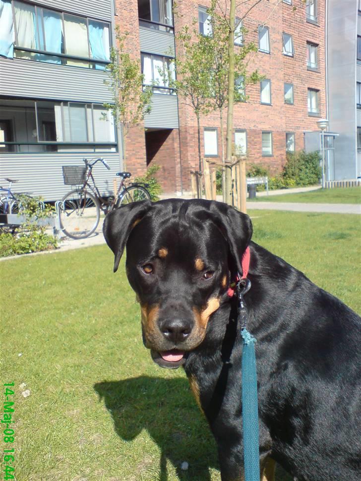 Blanding af racer Freja (Udfordring?)  - Sådan så jeg ud da jeg kom til mor og far... billede 5