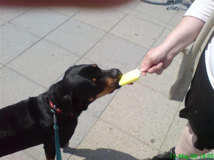 Blanding af racer Freja (Udfordring?)  - Elsker simpelthen is billede 6