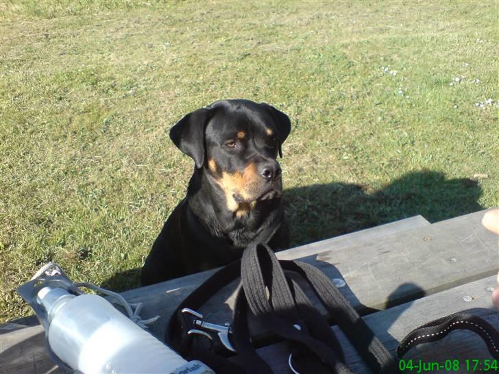 Blanding af racer Freja (Udfordring?)  - Gad vide om der ryger noget ned til mig?!? billede 7