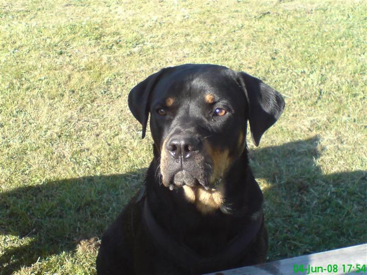 Blanding af racer Freja (Udfordring?)  - What?!? billede 8