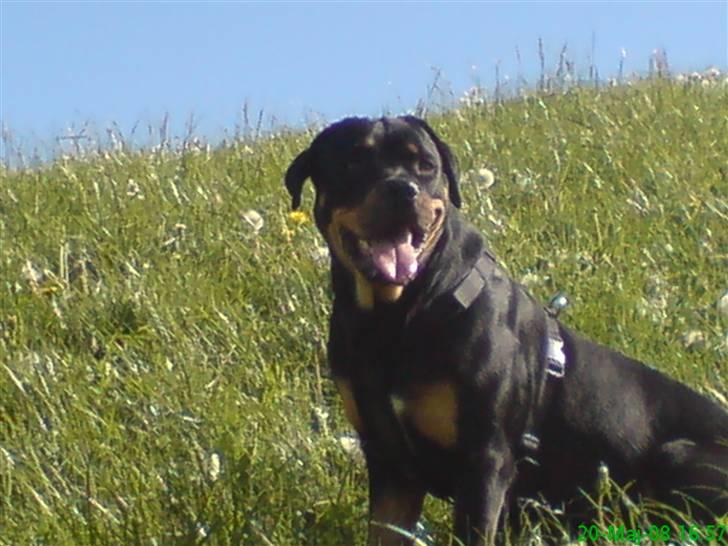 Blanding af racer Freja (Udfordring?)  - Er jeg ikke bare lækker?!? billede 9