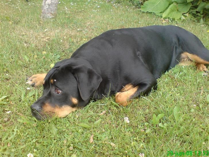 Blanding af racer Freja (Udfordring?)  - gider bare ikke at lave noget.... billede 10