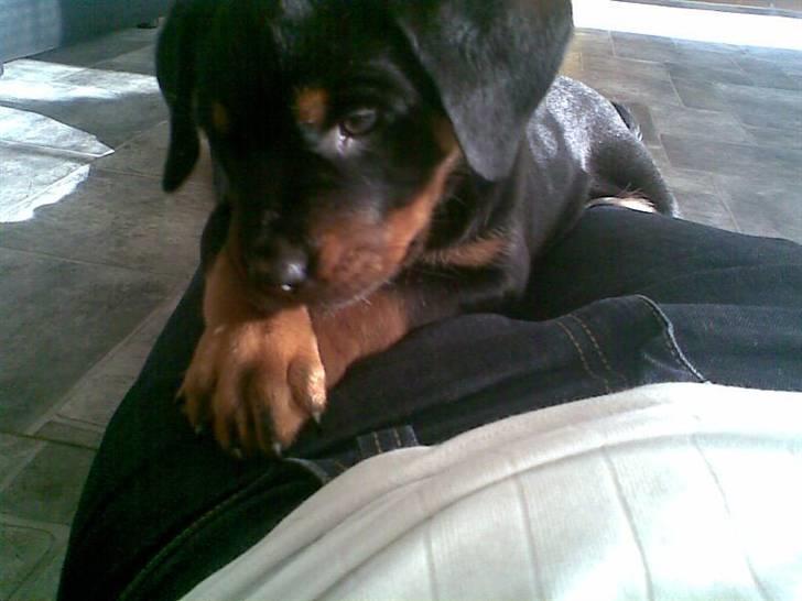 Rottweiler Kayla † billede 5