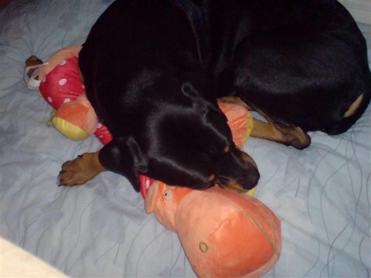 Blanding af racer Freja (Udfordring?)  - Elsker min flodhest.... billede 11