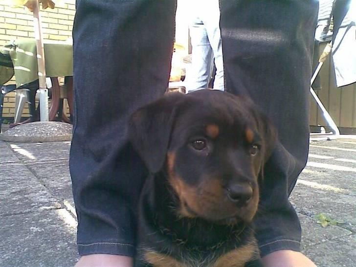 Rottweiler Kayla † billede 6