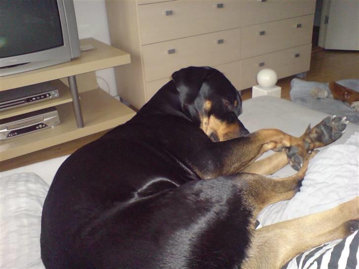 Blanding af racer Freja (Udfordring?)  - hehe... må ikke lligge i sengen, men far var på ferie og savnede ham enormt.... så sneg mig derop når mor sov....  billede 12