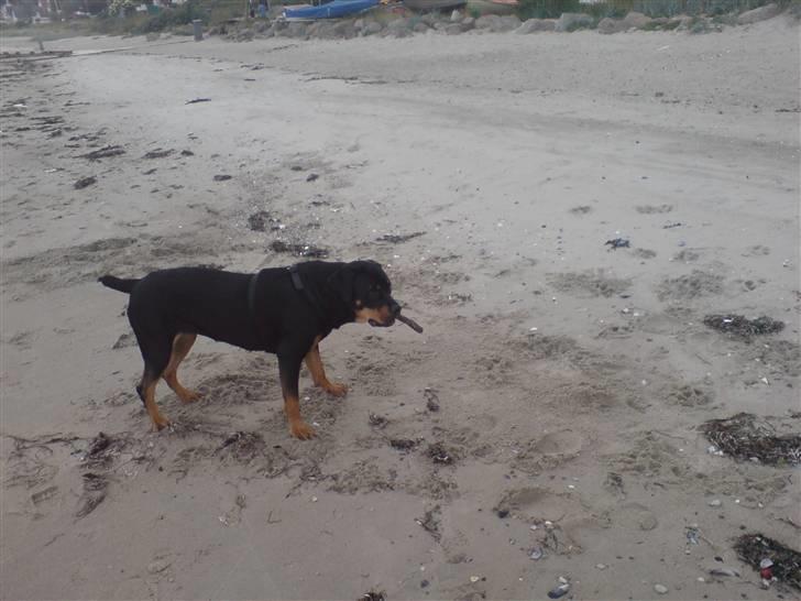Blanding af racer Freja (Udfordring?)  - på stranden for første gang..... billede 13
