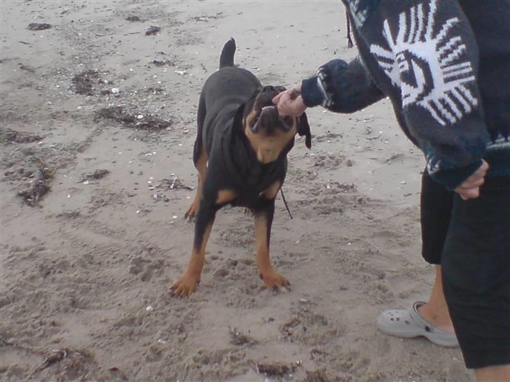 Blanding af racer Freja (Udfordring?)  - Endelig en der gider at trække pind.. billede 14