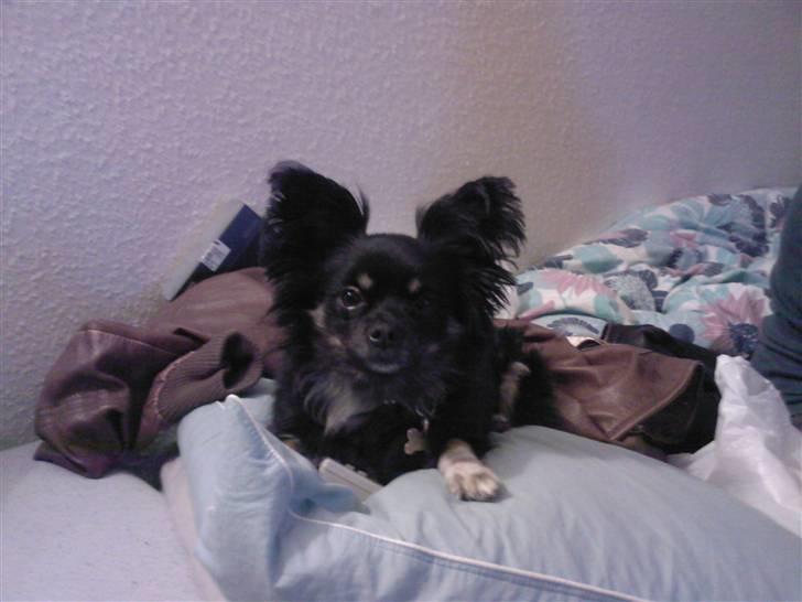 Blanding af racer Mulle RIP 07/02-2012 billede 10